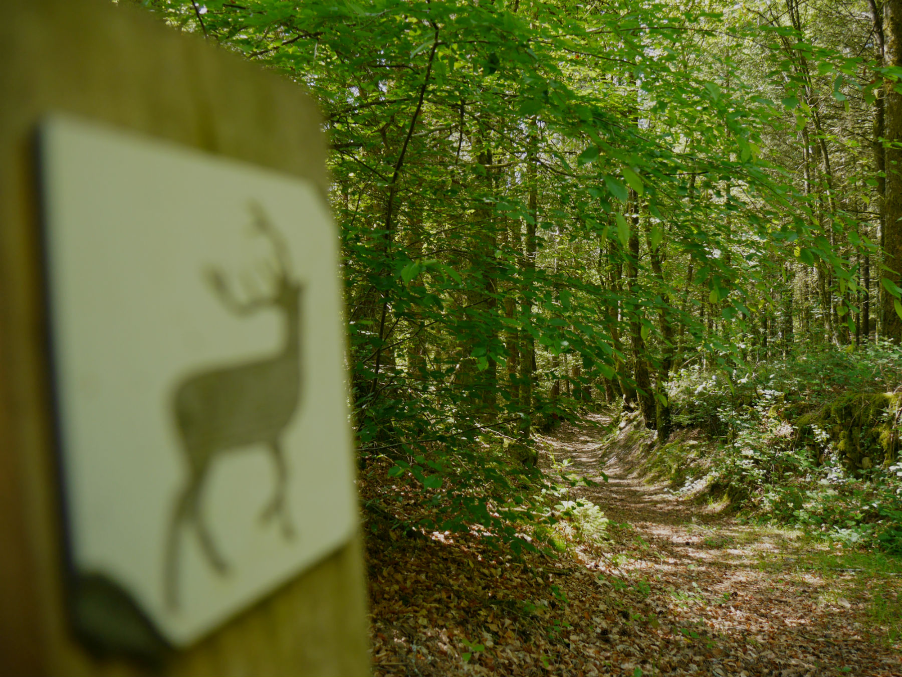 Observatoire du Cerf et de la faune sauvage ©OT Tulle en Corrèze