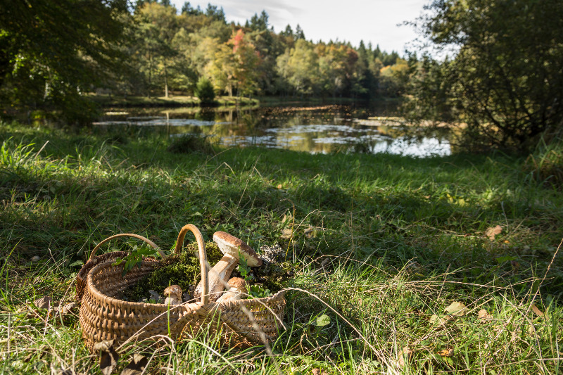 Champignons cèpes ©Malika Turin