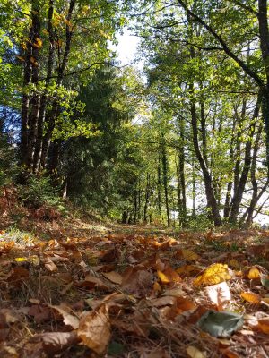 Forêt ©OT Tulle en Corrèze