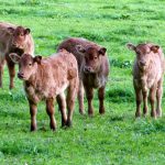 Des vergers aux berges de la Corrèze_7