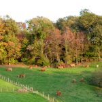 Des vergers aux berges de la Corrèze_8