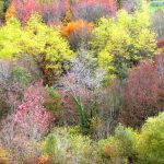 Des vergers aux berges de la Corrèze_5