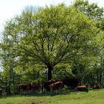 Le pays vert Chanteixois du Puy Maurians aux Zignalets_8