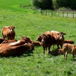 Le pays vert Chanteixois du Puy Maurians aux Zignalets_3