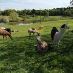 aperçu du troupeau_1