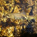 ©Guillaume ALTIERI_3