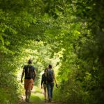 Chemin forestier