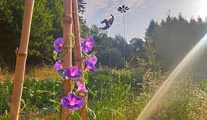 Les Herbes de Brume_1