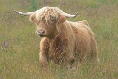 La ferme de Jolie Fleur_1