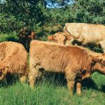 La ferme de Jolie Fleur_5