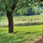 L&rsquo;HIRONDELLE_22