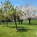 L&rsquo;HIRONDELLE_16