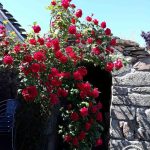 La Grange Libellule_33