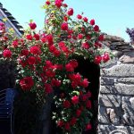 La Chaumière Libellule_10