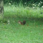 GITE DE CHOUVERT  « FRANCOIS »_21