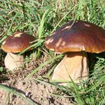 GITE DE CHOUVERT  « FRANCOIS »_24