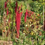 GITE DE CHOUVERT  « FRANCOIS »_22