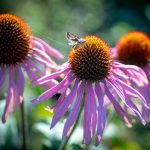 2023-10-10_Comptoir-herboristerie-_Nadia-Mauleon-198WEB