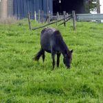 La Ferme de Brossard_3