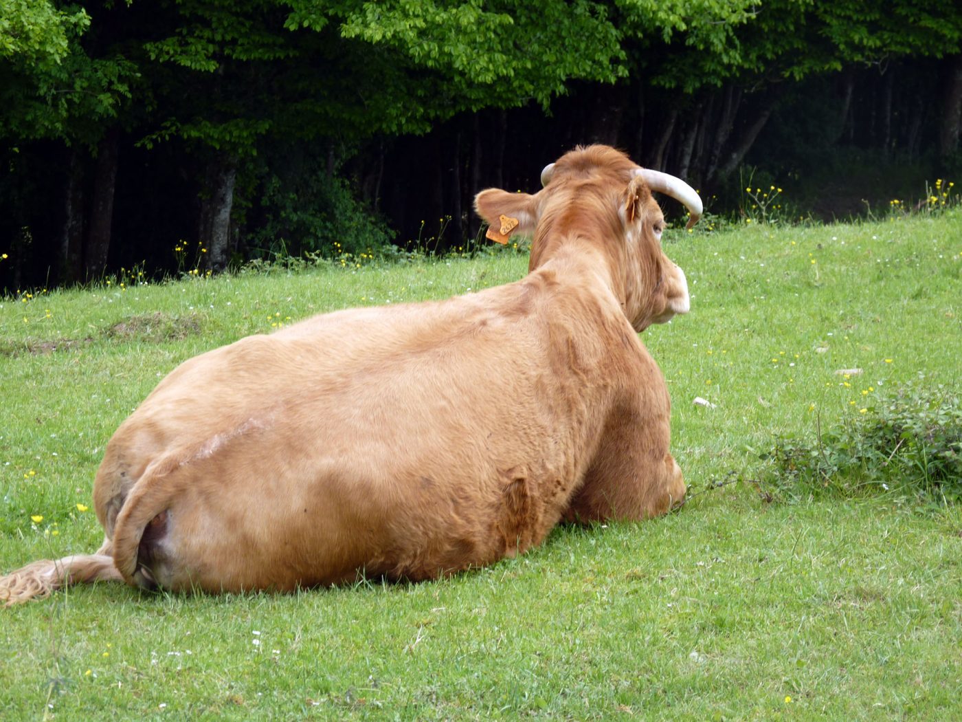 La Ferme de Brossard_4