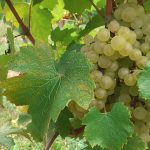 CHARDONNAY_6