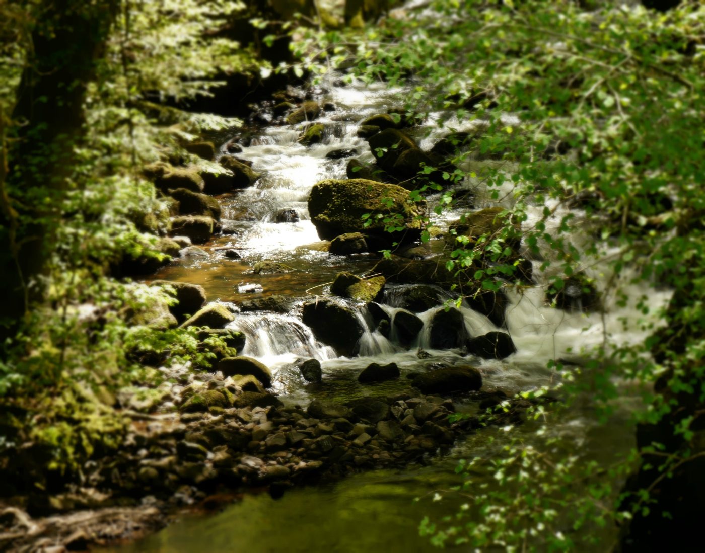 Rivière Montane