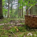 Camping dans un écrin de nature