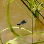 Une biodiversité à découvrir (Caloptéryx éclatant)