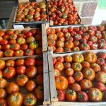 Ferme-de-Brossard_Lanteuil_tomates_5