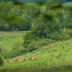 Corrèze Tourisme_GR46_Limousines (2)_© David Genestal_juin 2024