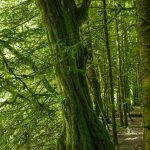 Corrèze Tourisme_GR46_Sentier en bord de Vézère_© David Genestal_juin 2024