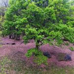 Cromlech_2
