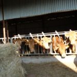 Ferme-de-Brossard_Lanteuil_vaches_7