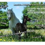 La Ronde des Poneys_1