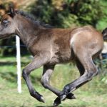 La Ronde des Poneys_3