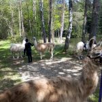 Balades et randonnées avec des lamas_3