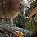 chasse aux peluches avec les lamas
