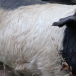 header_oc_elevagepeuch_0