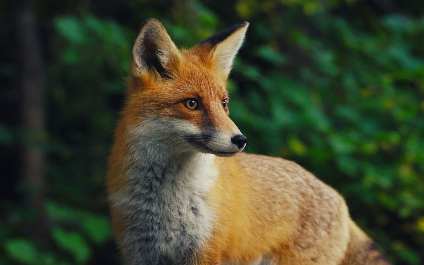 renard