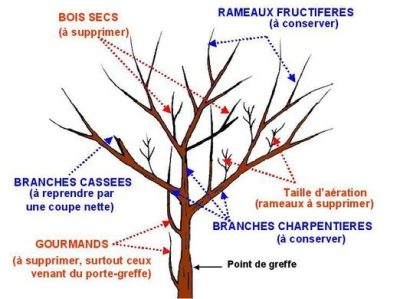 taille-arbres-fruitiers-selection